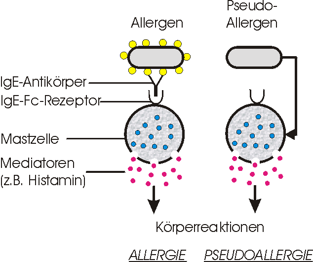 [Allergie versus Pseudoallergie]