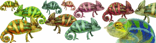 Symbolic picture: chameleon