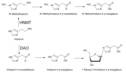Hauptabbauwege von Histamin