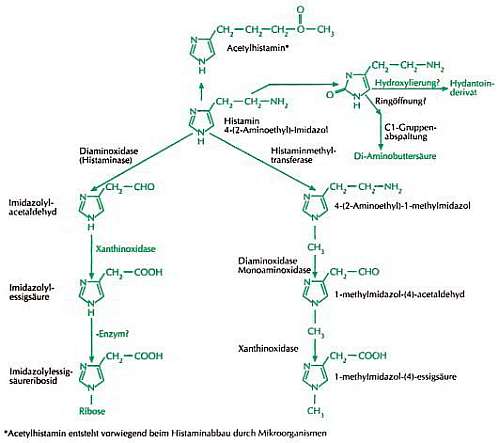 Abbau von Histamin